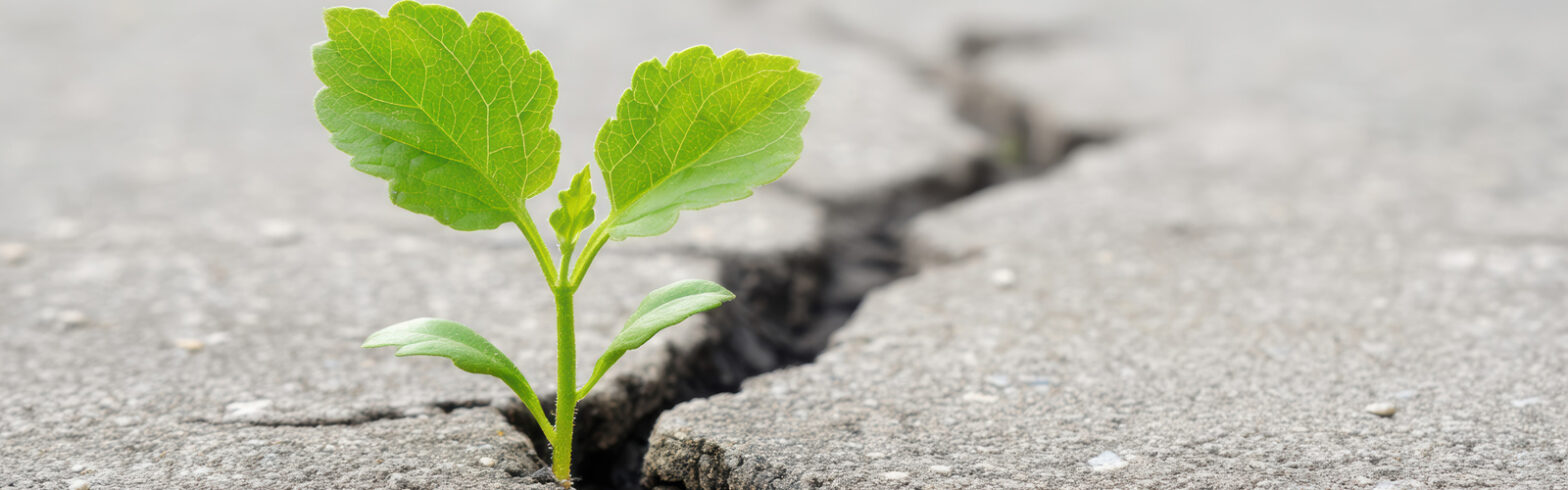 Dienstleistungen Natürliche Wundversorgung Blutentnahmen und Infusionen